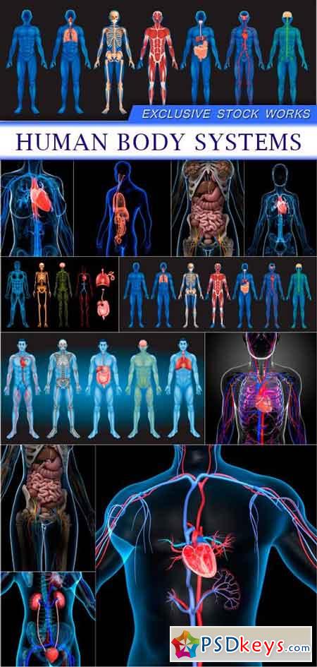 Human Body Systems 11X JPEG
