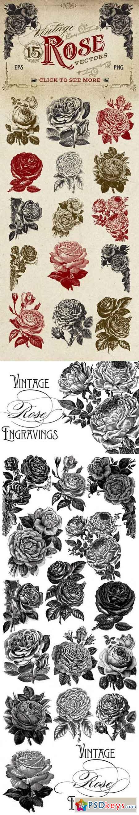 Vintage Rose Vector Graphics 260145