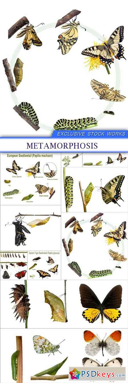 Metamorphosis 10X JPEG