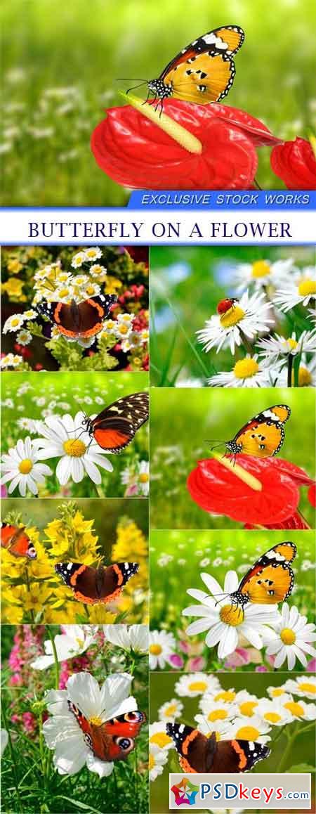 Butterfly on a flower 8X JPEG
