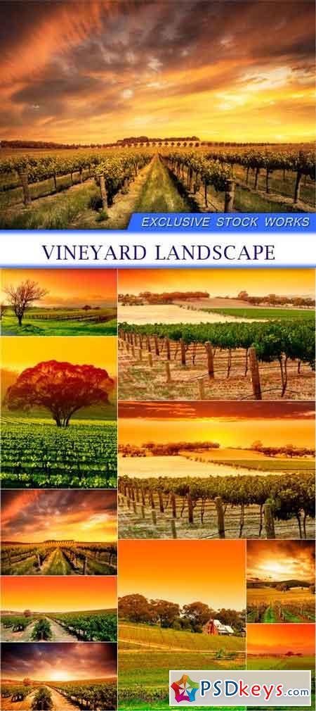 Vineyard landscape 10X JPEG