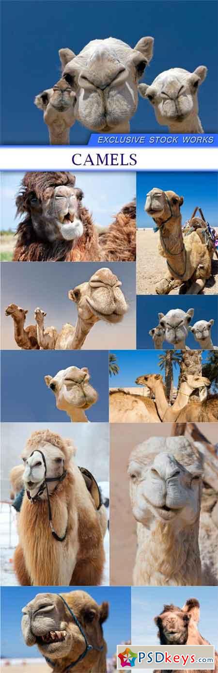 Camels 10X JPEG