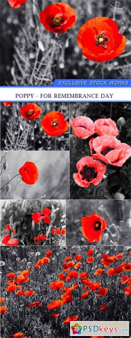 Poppy - For Remembrance Day 6X JPEG