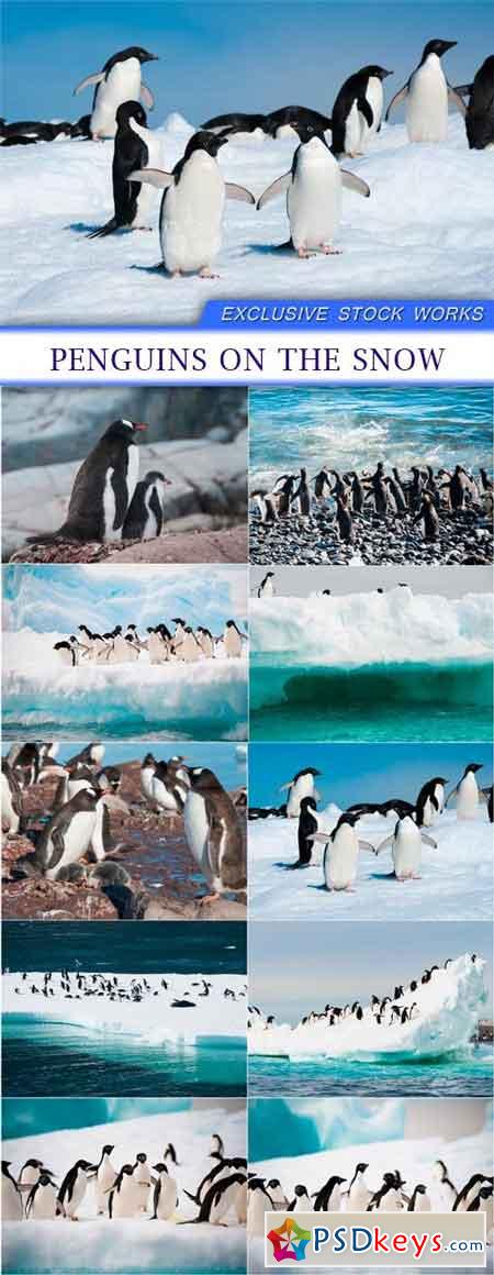 Penguins on the snow 10X JPEG