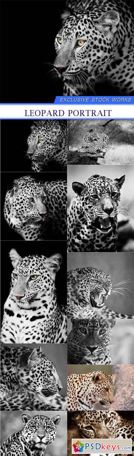 Leopard portrait 11X JPEG