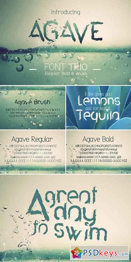 Agave Font Trio 790180