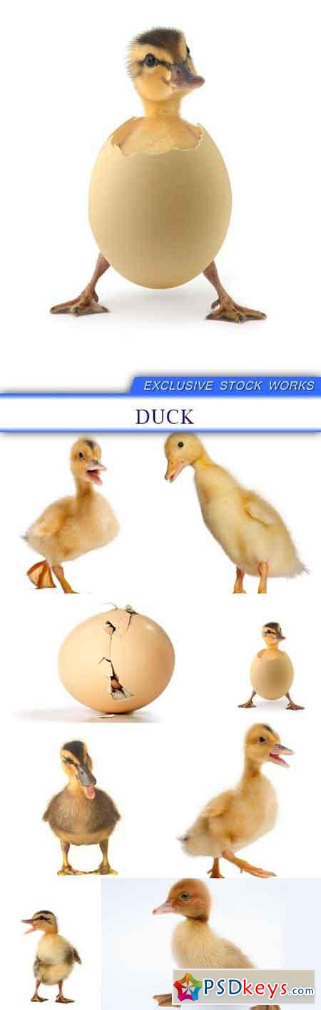 Duck 8X JPEG