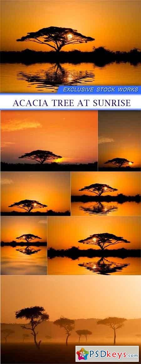 Acacia tree at sunrise 7X JPEG