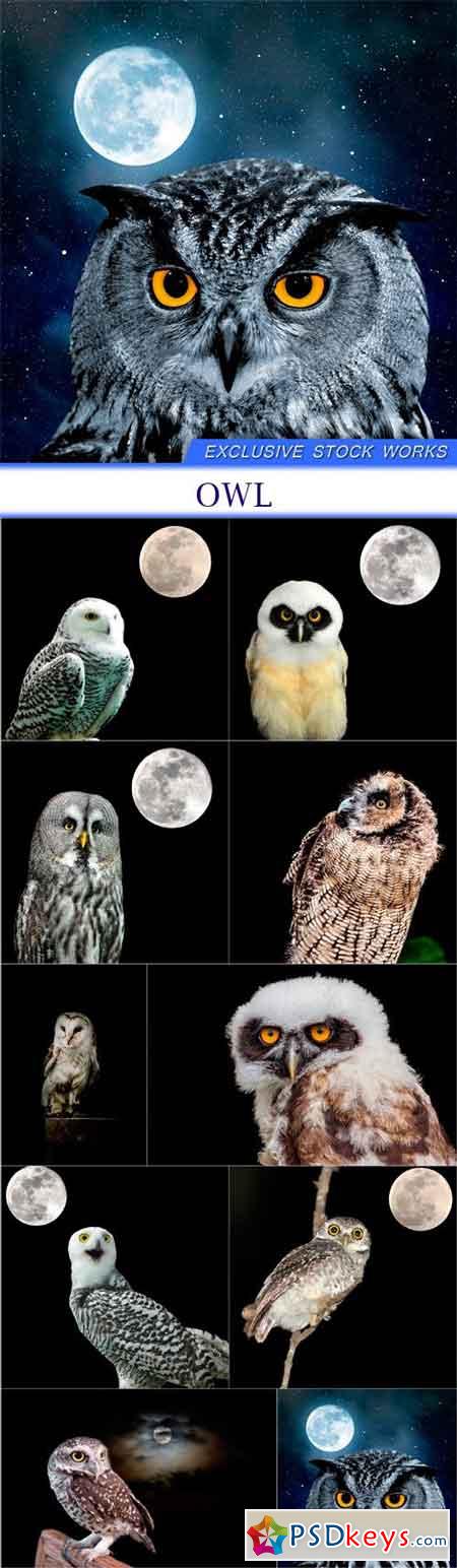 Owl 10x JPEG