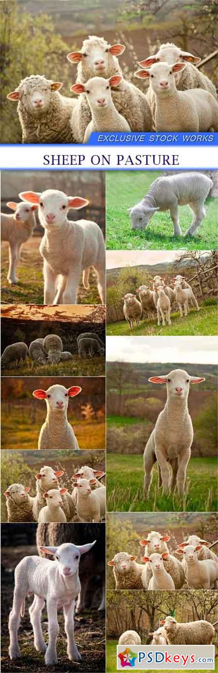 Sheep on pasture 10X JPEG