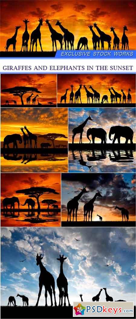 Giraffes and elephants in the sunset 7X JPEG