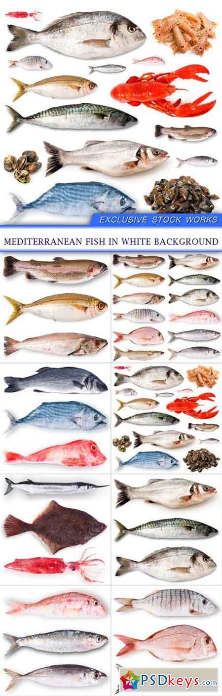 Mediterranean fish in white background 8X JPEG