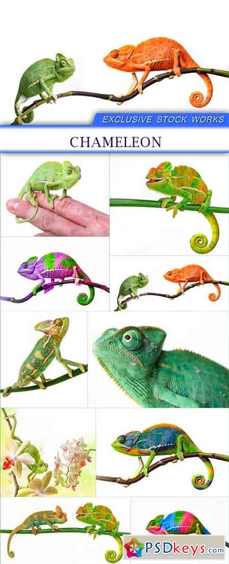 chameleon 10X JPEG