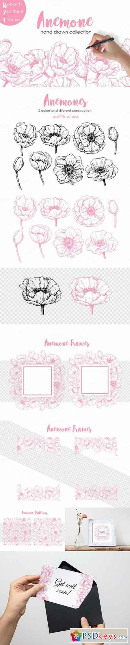 Anemone. Hand Drawn Flower Set 708710