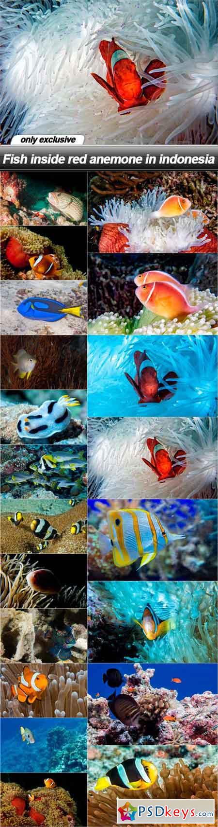 Fish inside red anemone in indonesia - 20 UHQ JPEG