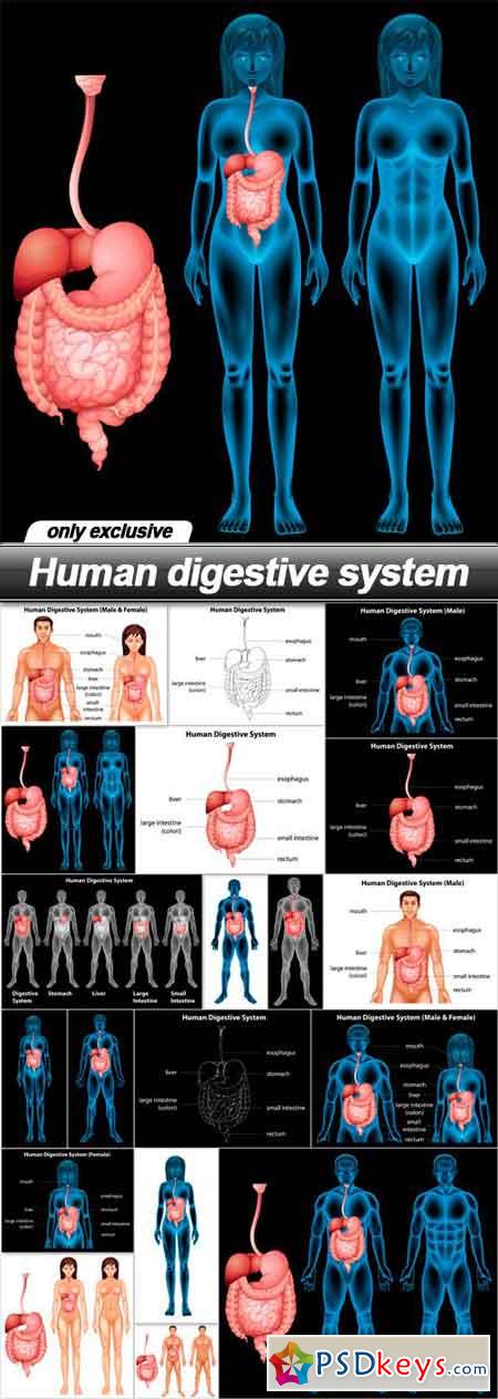 Human digestive system - 19 EPS