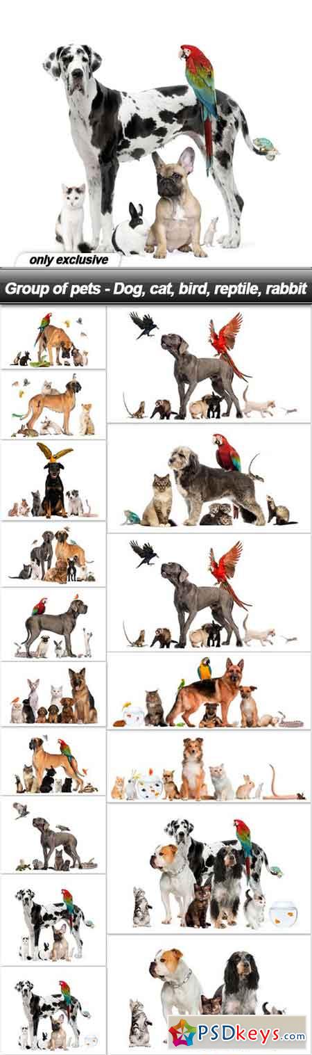 Group of pets - Dog, cat, bird, reptile, rabbit - 17 UHQ JPEG