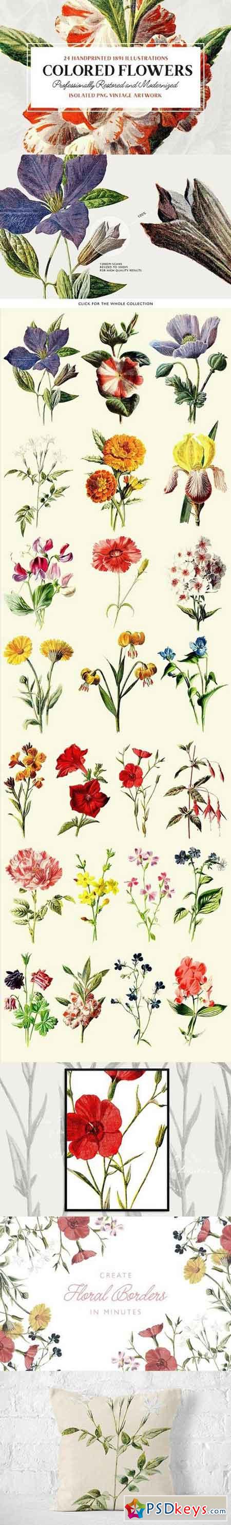 24 Colored Flower Illustrations 1157295