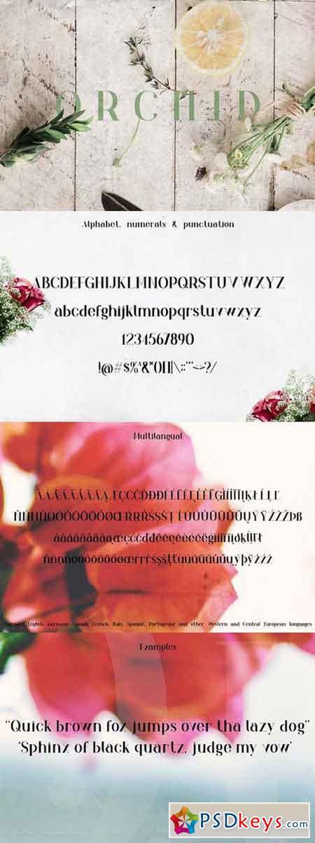 Orchid Font 1185181