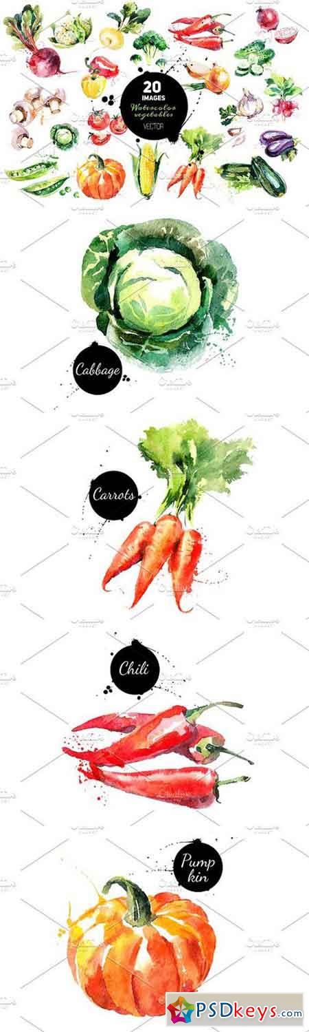 20 Watercolor Vegetables Vector 101100