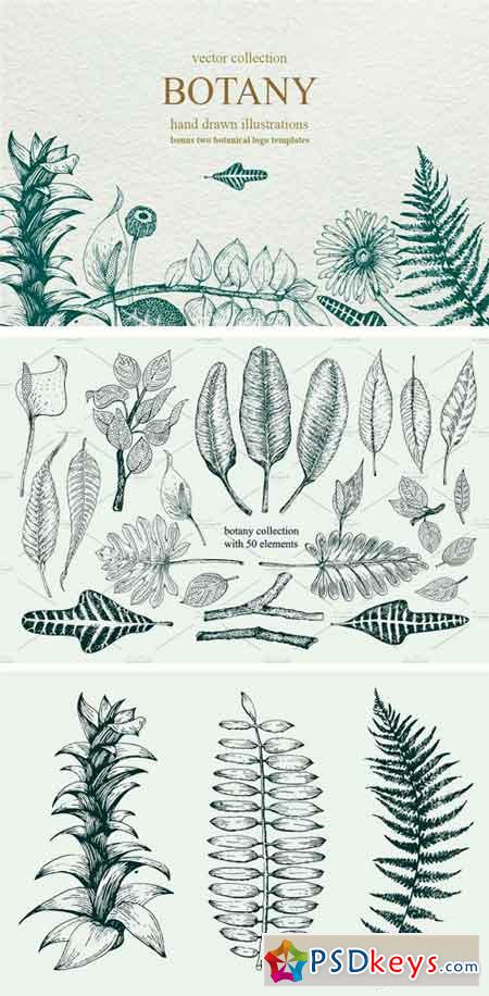 Vector Botany Collection 1275900