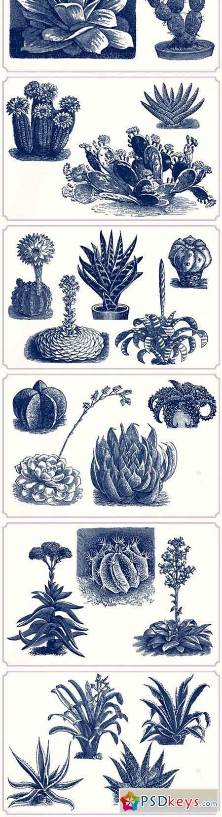 Vintage Cacti and Succulents 1288797