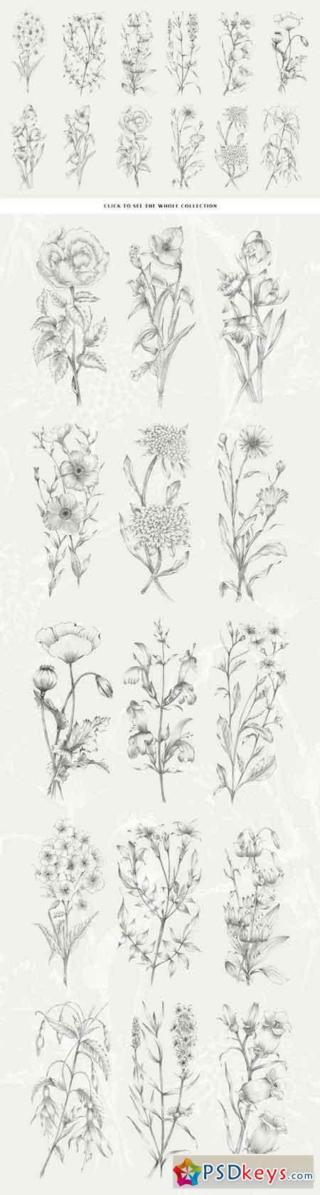 15 Handcrafted Flower Illustrations 1173053