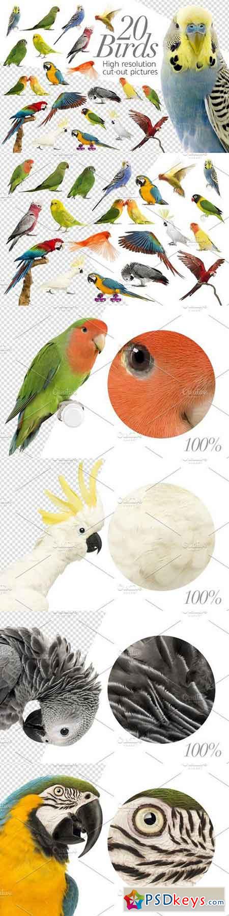 20 Birds - Cut-out High Res Pictures 1353076