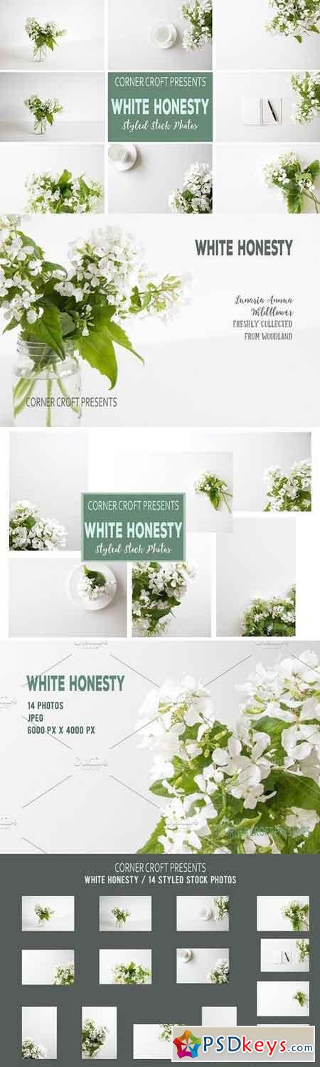White Honesty Stock Photo Bundle 1436125