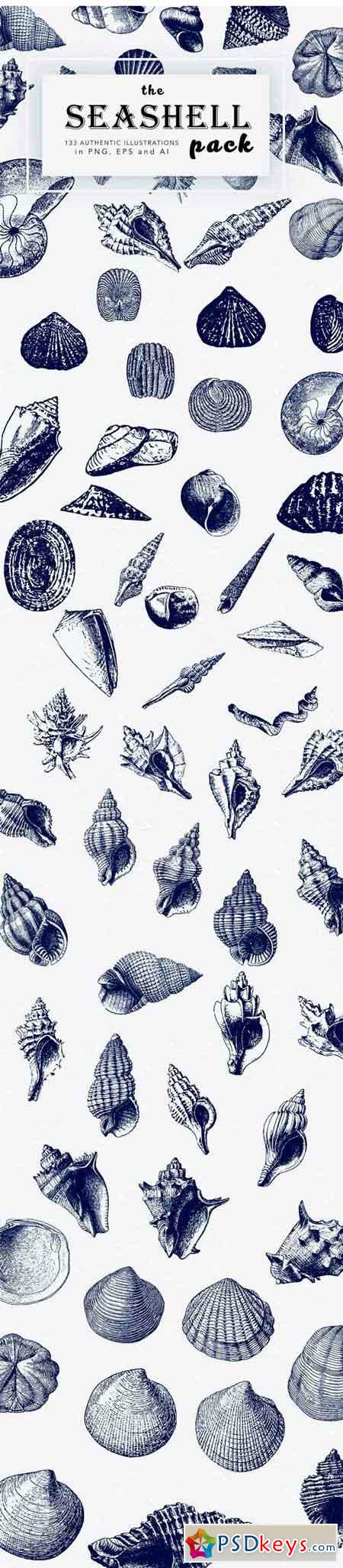 Seashell Illustration Mega Bundle 1433506