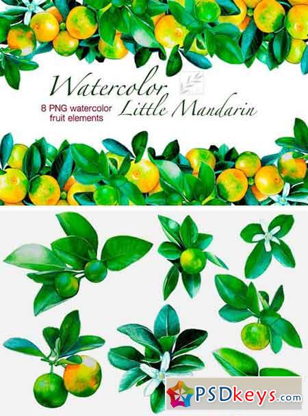 Watercolour Little Mandarins 1432792