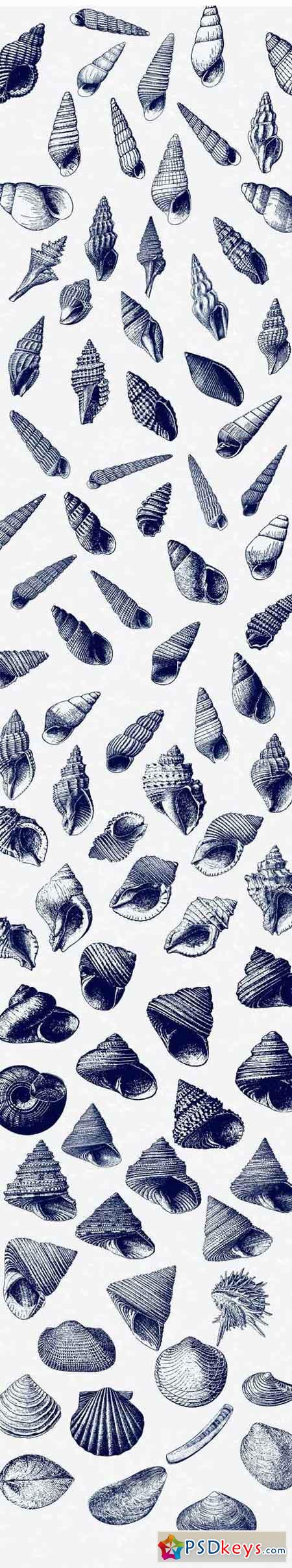 Seashell Illustration Mega Bundle 1433506