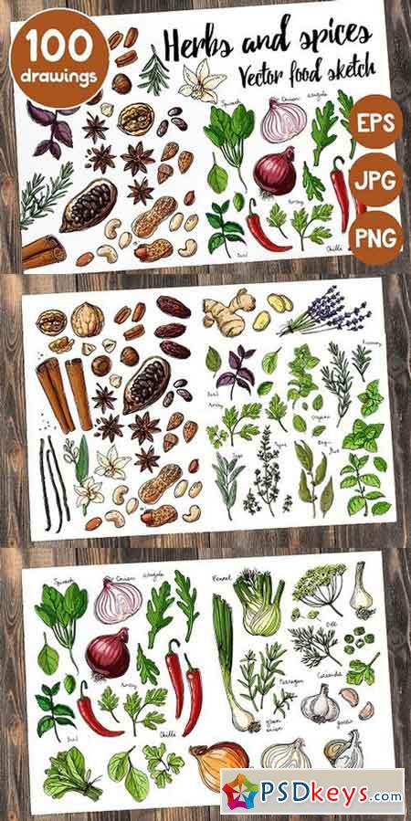 Sketches herbs and spices 1425383