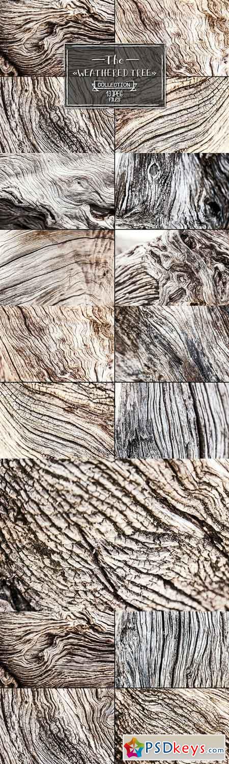 Weathered tree, set of 13 images 1386613