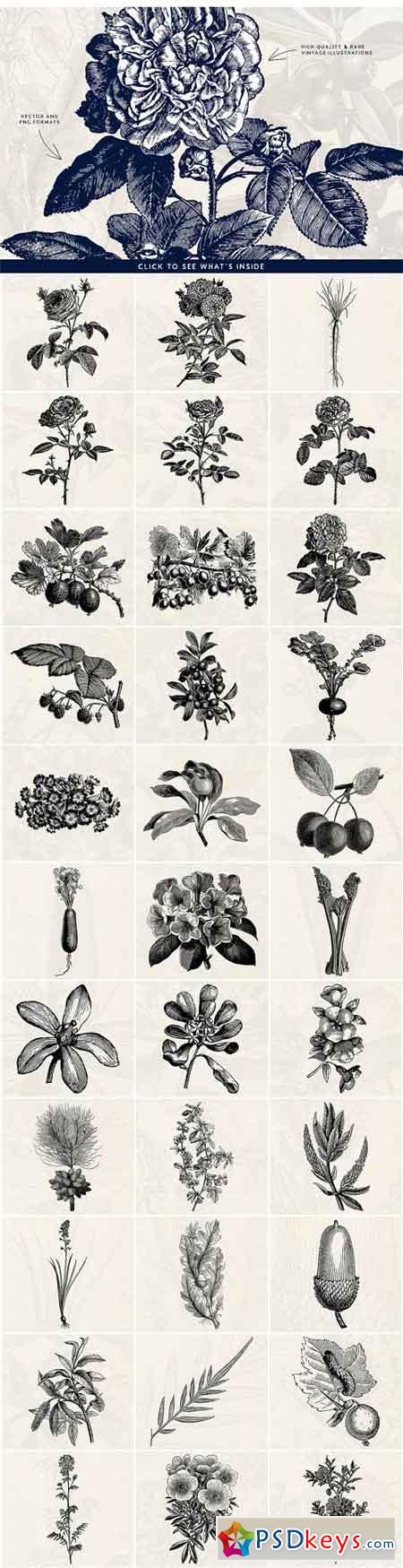 63 Fruit & Flower Illustrations 1624598