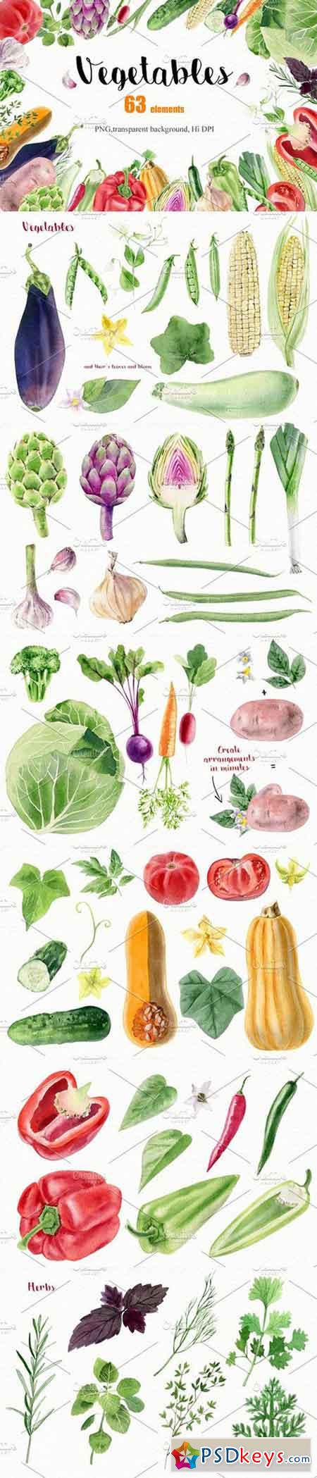 Watercolor vegetables and herbs 1634324