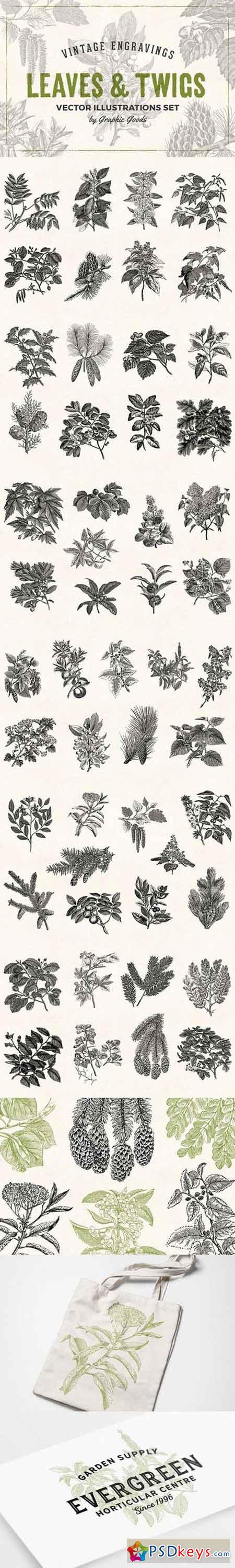 Leaves & Twigs Vintage Illustrations 1633688