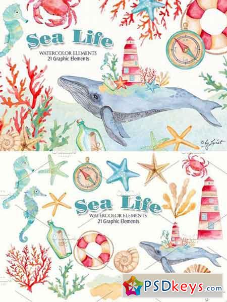 Sea Life Watercolor 1672901