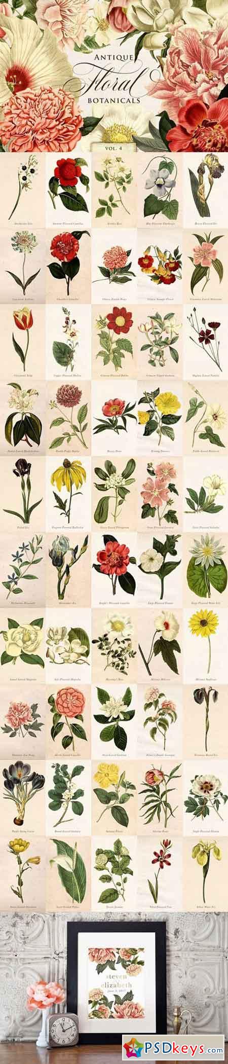 Antique Floral Botanical Graphics 4 1711942