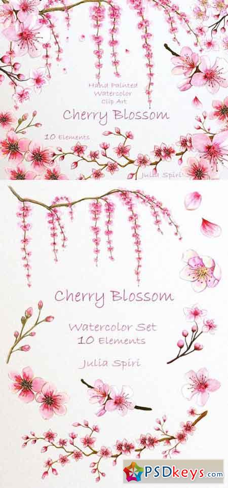 Cherry Blossom. Watercolor Clip Art 780416