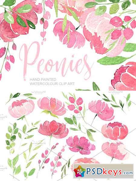 Pink watercolour peonies PNG clipart 1738650