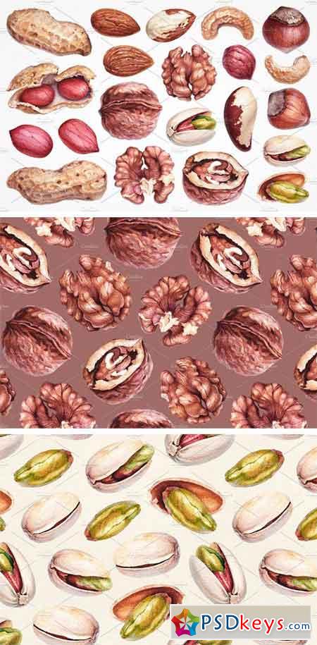 Watercolour Illustrations of Nuts 1708642