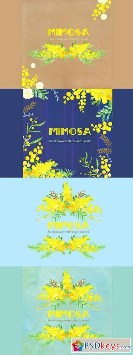Mimosa Watercolor Clip Art 238745