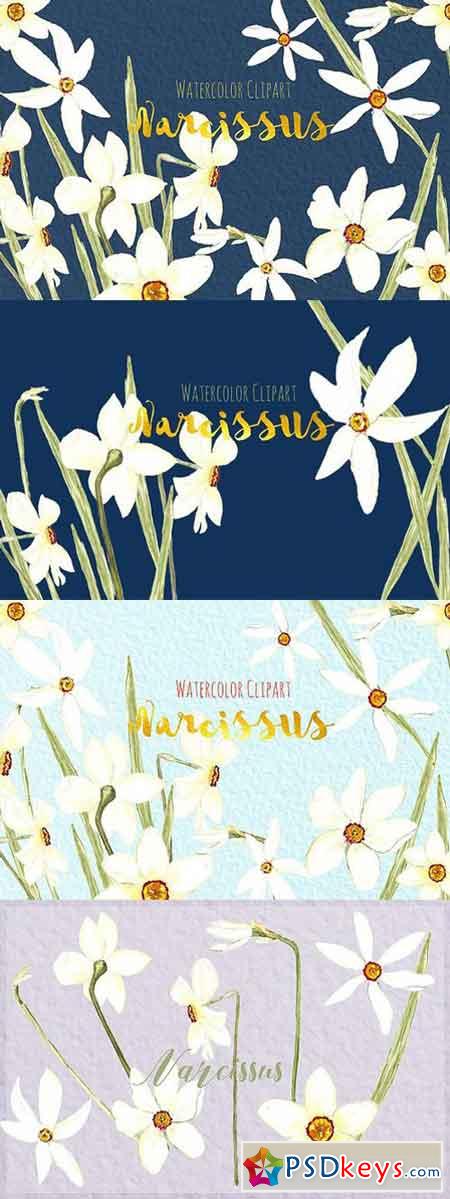 Narcissus. Watercolor clipart 505752