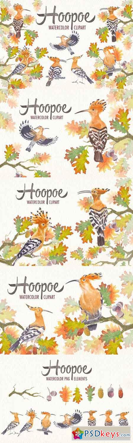watercolor hoopoe bird clipart 1807565