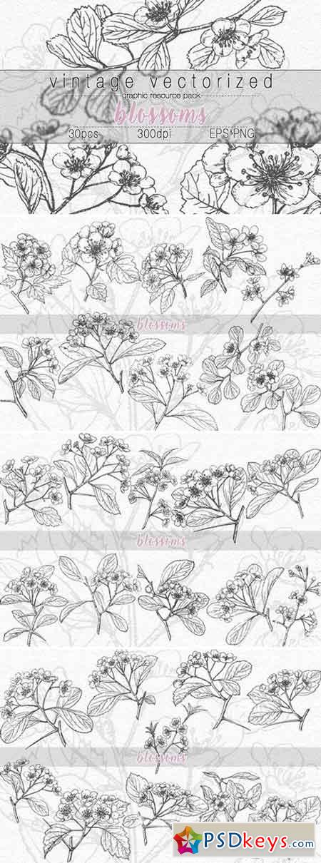 VintageVectorized-Blossoms Clipart 1773184