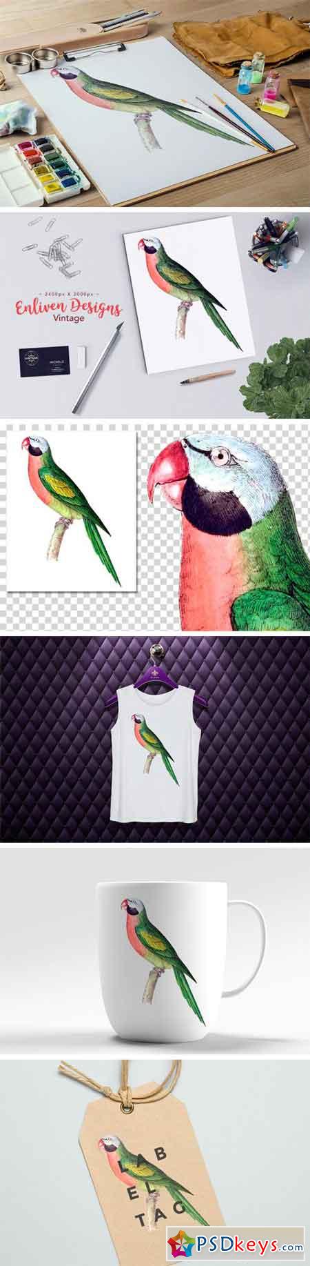 Watercolor Moustached Parakeet 2021915