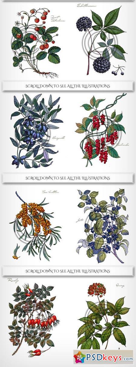 Botanical Illustrations Berries 2011617