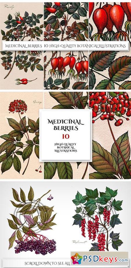 Botanical Illustrations Berries 2011617