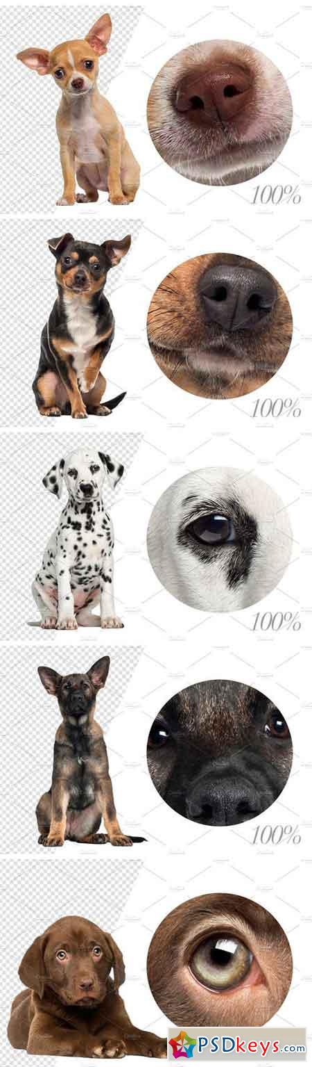100 Dogs Bundle - Cut-out Pictures 2042414